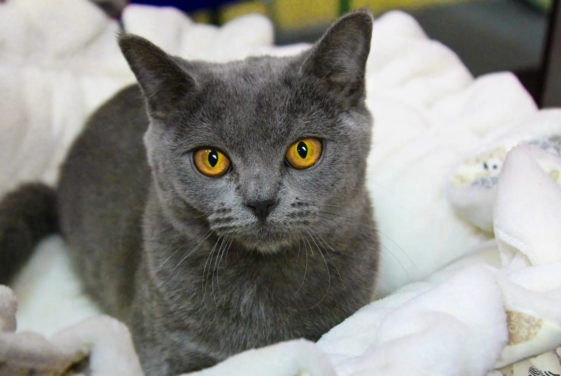 Chartreux gris-bleu couché, yeux cuivrés