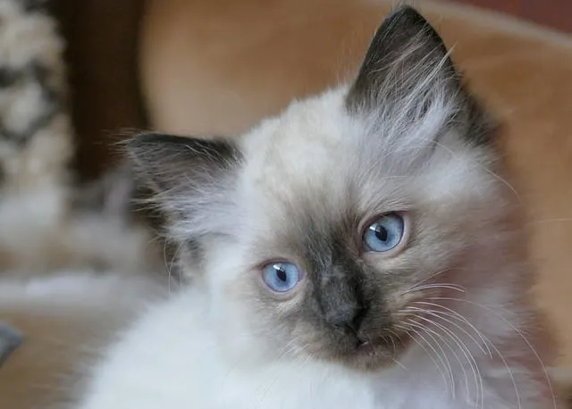 Deux chats Ragdoll aux yeux bleus, côte à côte