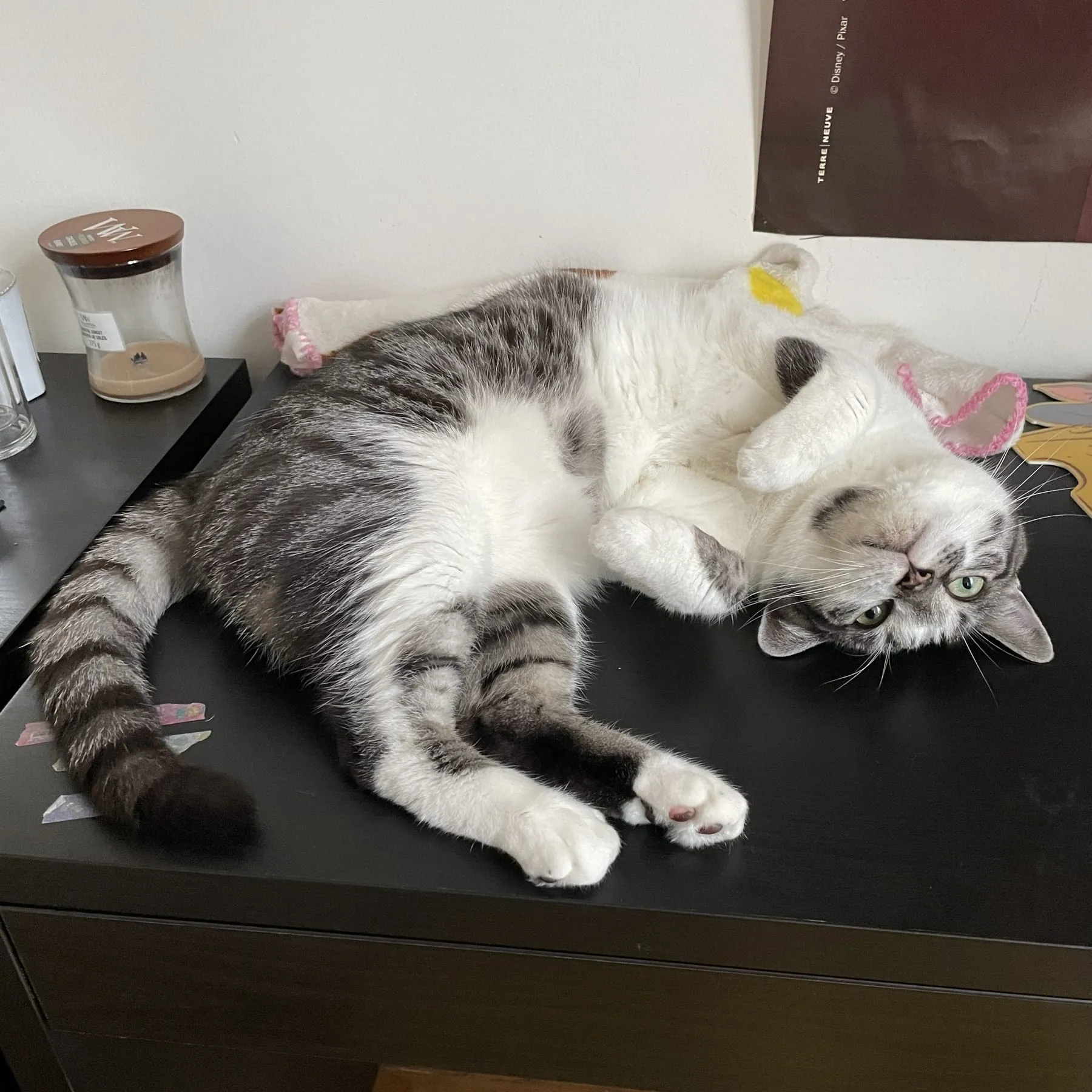 Latte couché, la tête posée sur ses pattes