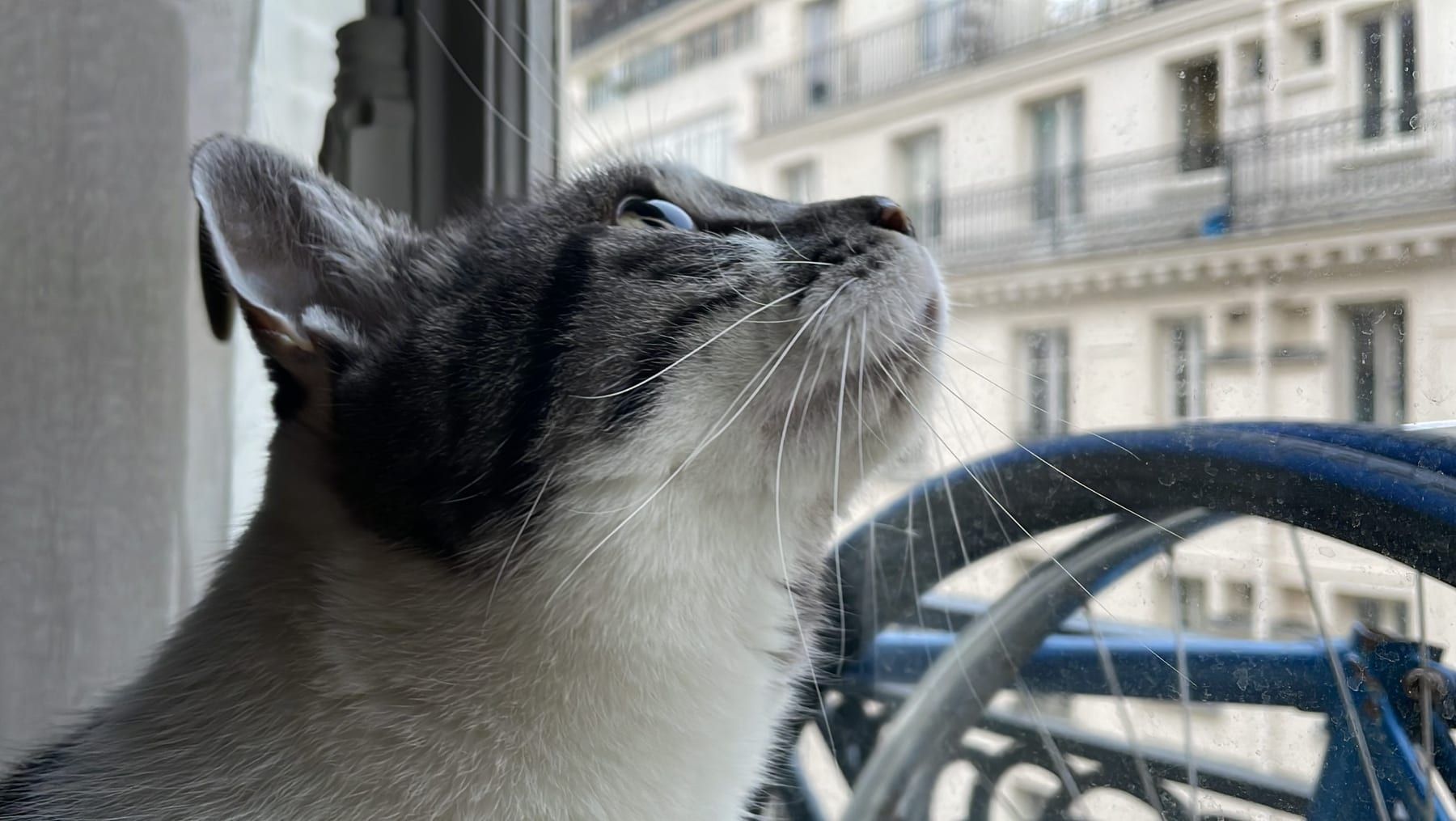 Latte, chat gris et blanc, allongé près d’une fenêtre