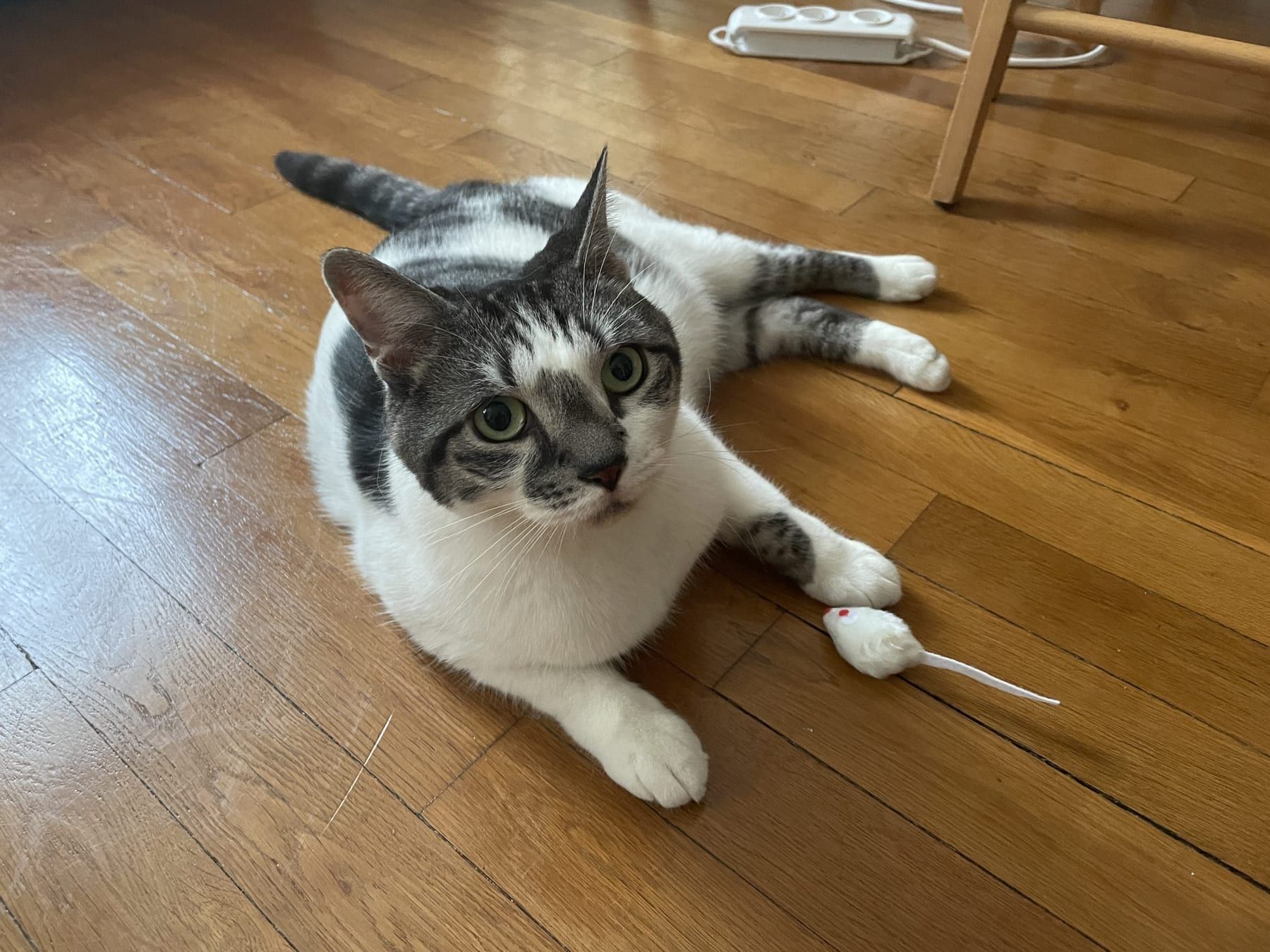 Latte, chat gris et blanc, allongé sur le parquet