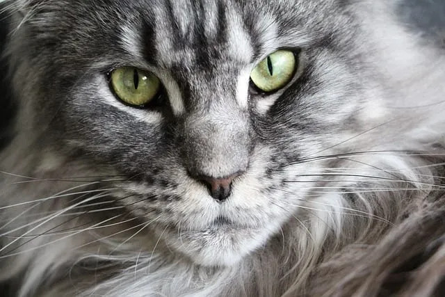 Maine Coon black smoke et blanc, poitrail blanc et robe noire fumée