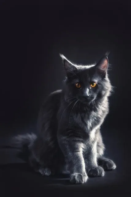 Maine Coon gris et noir assis, de profil