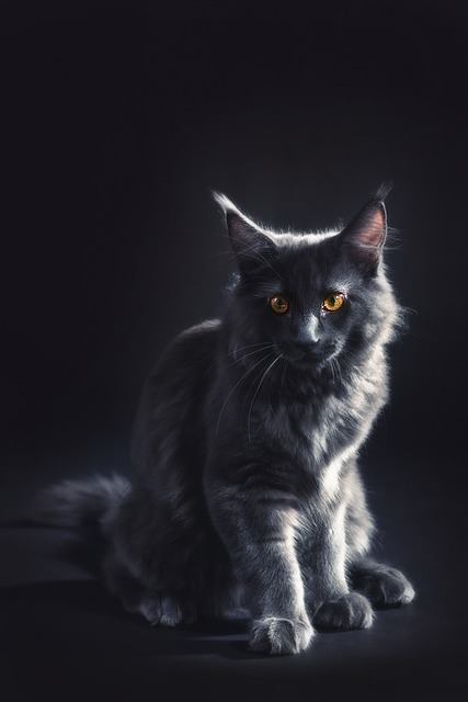 maine coon gris et noir